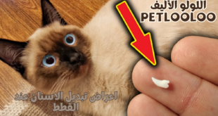 اعراض تبديل الاسنان عند القطط