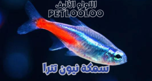 سمكة نيون تترا: دليل شامل للتربية والعناية