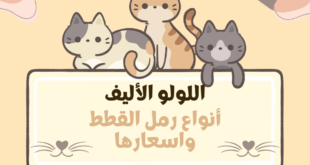 كيفية اختيار أنواع رمل القطط واسعارها في ليبيا و تونس - التوصيات والاختيار المناسب