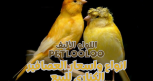 انواع واسعار العصافير الكناري للبيع بمتجر اللولو الأليف في فروع ليبيا وتونس
