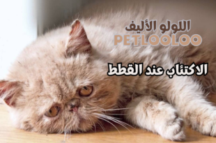 سبب اكتئاب القطط أسباب الاكتئاب عند القطط اكتئاب القطط علاج اكتئاب القطط اعراض اكتئاب القطط علامات اكتئاب القطط اسباب اكتئاب القطط